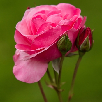 Rosa 'BAIing' 