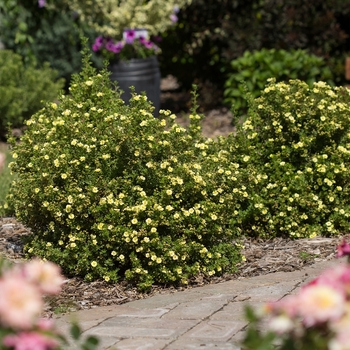 Potentilla fruticosa 'Lemon Meringue™'