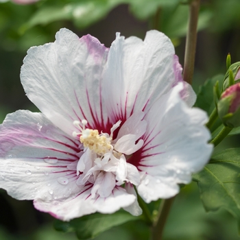 Hibiscus syriacus 'Minspot' 