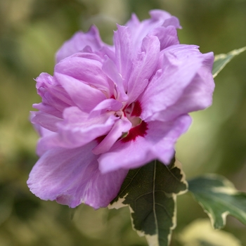 Hibiscus syriacus 'Aarticus' 