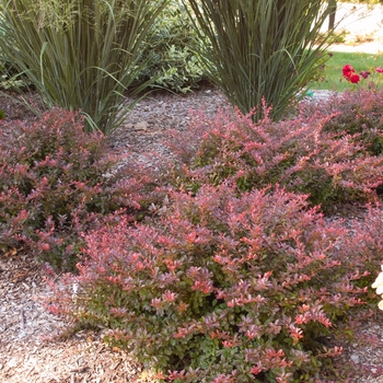 Berberis thunbergii atropurpurea 'Moretti Select' PPAF