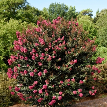 Lagerstroemia 'Plum Magic'