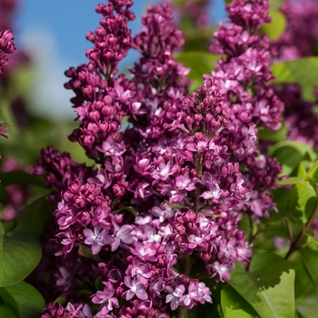 Syringa 'Virtual Violet™'