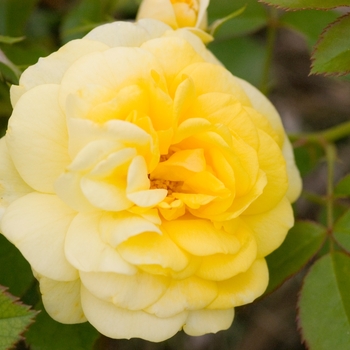 Rosa Easy Elegance® 'Yellow Brick Road'