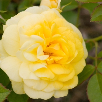 Rosa 'BAIoad' PP19,046