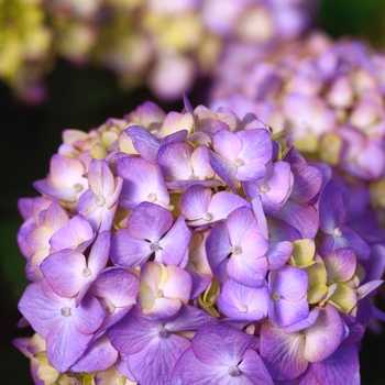 Hydrangea macrophylla 'BloomStruck®'