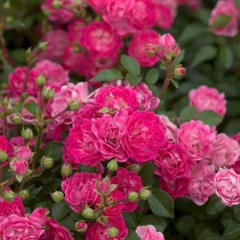 Rosa 'BAIief' PP17196