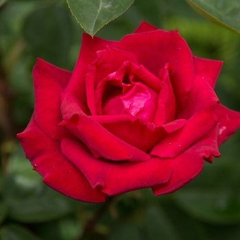 Rosa Easy Elegance® 'Kashmir'