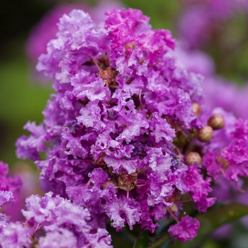 Lagerstroemia 'Purple Magic'