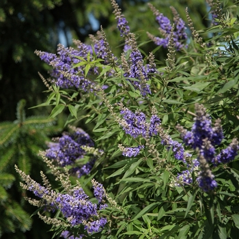 Vitex agnus-castus 'Delta Blues™'