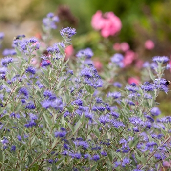 Caryopteris x clandonensis 'Blauer-Splatz' 