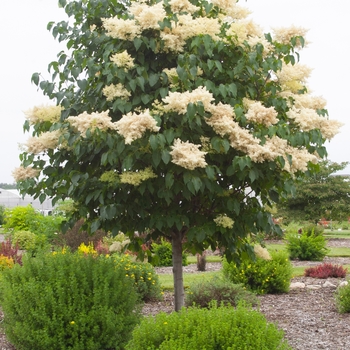 Syringa reticulata 'Bailnce' PP20,458