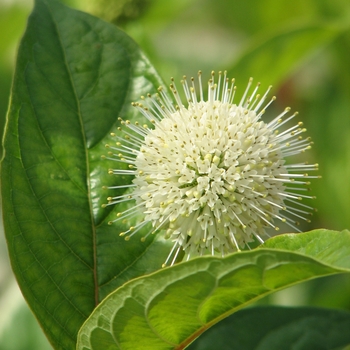 Cephalanthus occidentalis 'Bailoptics' 