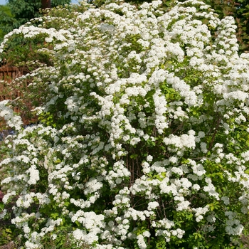 Spiraea x vanhouttei 'Firegold®'