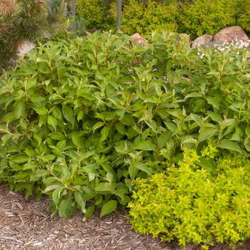 Cornus alba 'Minbat' 