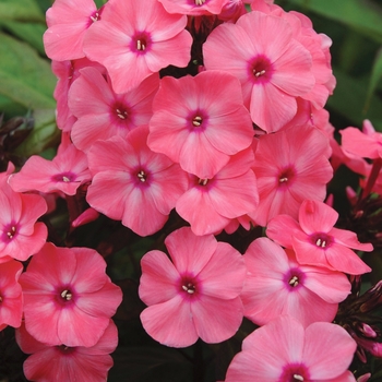 Phlox paniculata Candy Store® 'Coral Créme Drop™'