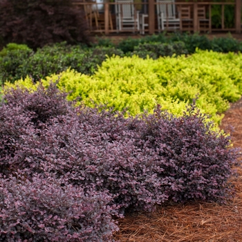 Loropetalum chinense var. rubrum 'Crimson Fire™'