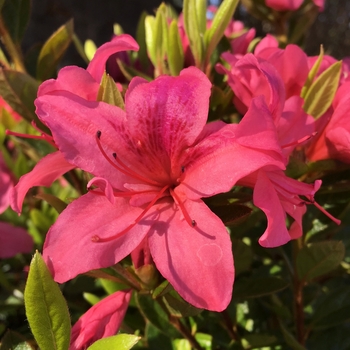 Rhododendron Evermore™ 'Hot Pink'