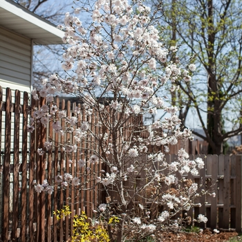 Magnolia stellata 'Centennial Blush™' 