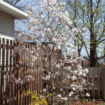 Magnolia stellata 'Centennial Blush™'