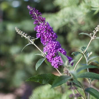 Buddleia davidii 'Psychedelic Sky™'