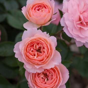 Rosa Easy Elegance® 'Calypso'
