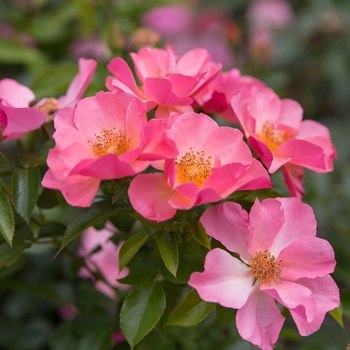 Rosa Easy Elegance® 'All the Rage'