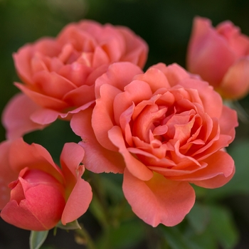 Rosa Easy Elegance® 'Sweet Fragrance'