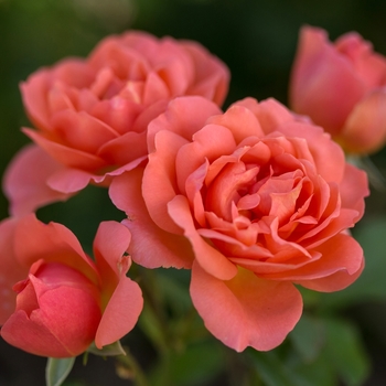 Rosa 'BAInce' PP19,969