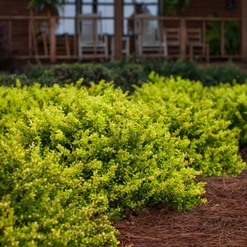 Berberis thunbergii 'Daybreak'