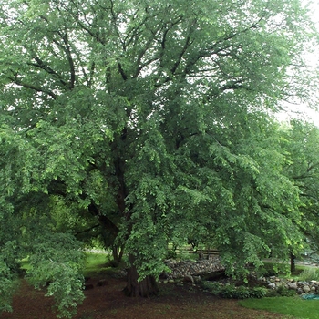 Ulmus americana 'St Croix™' PP20,097