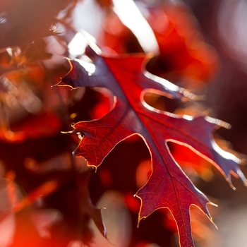 Quercus ellipsoidalis 'Majestic Skies™'