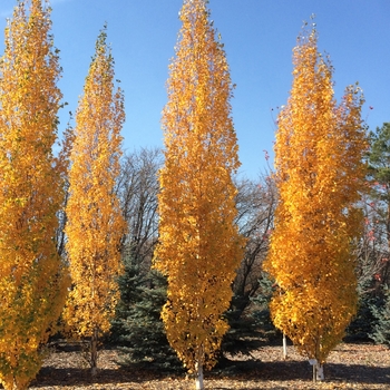 Betula platyphylla 'Parkland Pillar®'