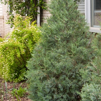 Juniperus scopulorum 'Sky High™'