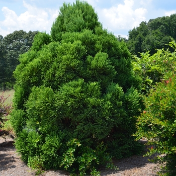 Cryptomeria japonica 'Chapel View™'