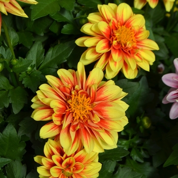 Dahlia Dalaya™ 'Shiva'