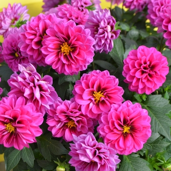 Dahlia 'Raja' 