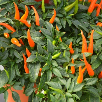 Capsicum annuum 'Santos Orange'