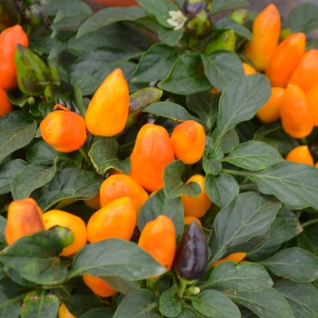 Capsicum annuum 'Samba XL Orange' 