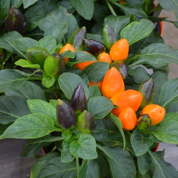 Capsicum annuum 'Samba XL Dark Orange'