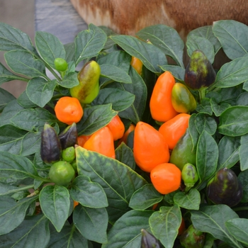 Capsicum annuum 'Samba XL Dark Orange' 