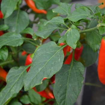 Capsicum annuum 'Hot Fajita'