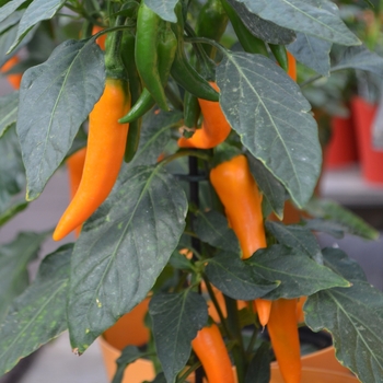 Capsicum annuum 'Hot Carrot' 