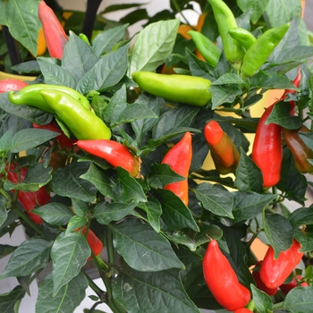 Large Chilli Plants Available Now! Hot Burrito 