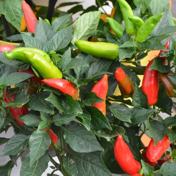 burrito annuum capsicum