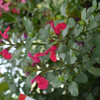 Salvia microphylla 'Dazzler' 