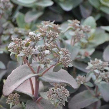 Sedum telephium 'Chocolate Cherry®'