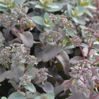 Sedum telephium 'Chocolate Cherry®' PP24970