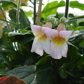 Rehmannia 'Tiger's Tongue'