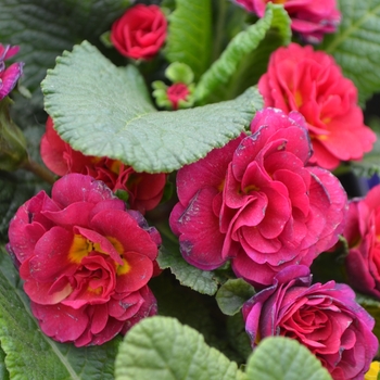 Primula vulgaris 'Carmen' 